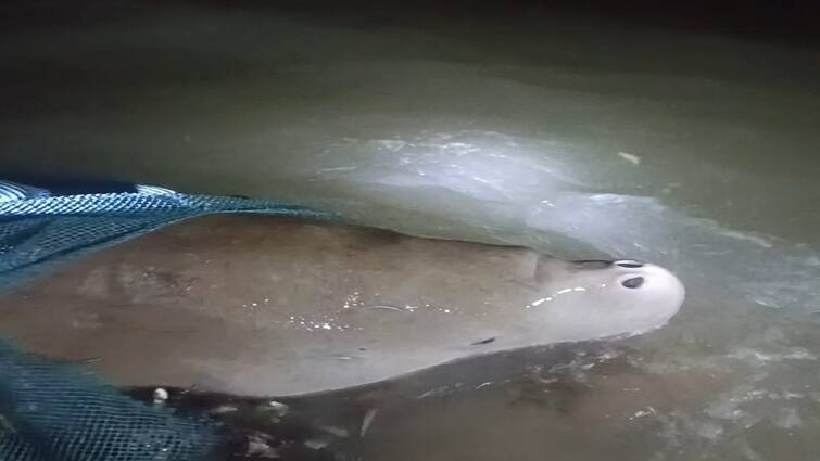 sea cow was caught in fishermen nets in Peravoorani Thanjavur district tnn வலையில் சிக்கிய அதிசய உயிரினம்... உடனே மீனவர்கள் செய்த காரியம் என்ன?