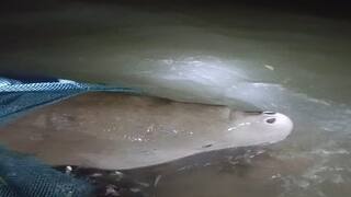 sea cow was caught in fishermen nets in Peravoorani Thanjavur district tnn வலையில் சிக்கிய அதிசய உயிரினம்... உடனே மீனவர்கள் செய்த காரியம் என்ன?