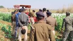 रोहतास में नशे के कारोबार पर पुलिस की सख्त कार्रवाई, 20 करोड़ की अवैध अफीम की खेती को किया नष्ट