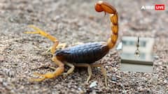 लाखों में बिकता है इस जानवर का जहर, जानिए कहां होता है इसका इस्तेमाल