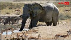 भारत में हाथियों के कुचलने से कहां होती हैं सबसे ज्यादा मौतें, 5 साल के आंकड़े देख चौंक जाएंगे आप