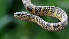 इंसानों के मरने के लिए सिर्फ इतना बूंद जहर काफी, जानिए किस सांप के शरीर में बनता है ज्यादा जहर