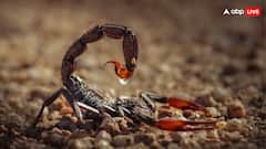 लाखों में बिकता है इस जानवर का जहर, जानिए कहां होता है इसका इस्तेमाल