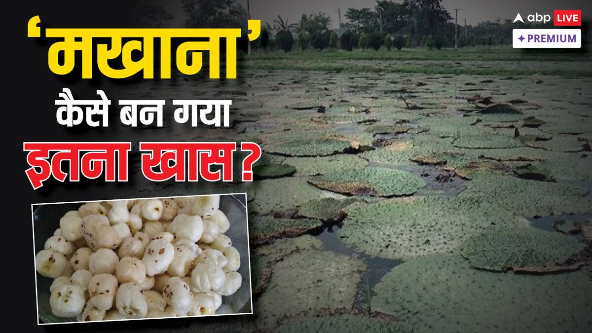मखाना बोर्ड के गठन का ऐलान; कितने लोगों को रोजगार दे रहा 'ब्लैक डॉयमंड', कैसे होती है इसकी खेती