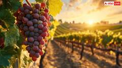 अंगूर खट्टे हैं या फिर मीठे, बिना चखे रंग देखकर ही ऐसे पता लगा सकते हैं आप