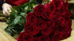 Rose Day 2023: 'रोज डे' का साजरा केला जातो, या दिवशी तुम्ही कोणत्या-कोणत्या रंगाचे गुलाब देऊ शकता?