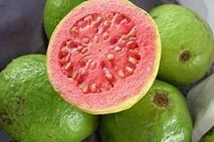 ડાયાબિટીસના દર્દીઓએ રોજ જામફળ ખાવું જોઈએ, થશે આ ફાયદા