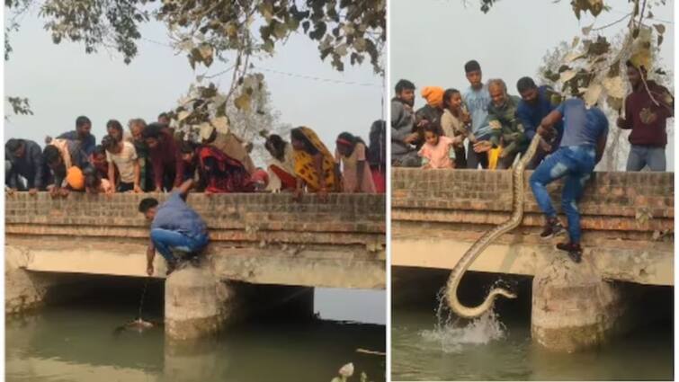 man pulls massive python from canal with bare hands shocking video goes viral detail in tamil Watch Video: யாரு சாமி நீ..! பிரமாண்ட மலைபாம்பு, அசால்ட்டாக வெறும் கைகளால் பிடித்த இளைஞர் - வீடியோ வைரல்