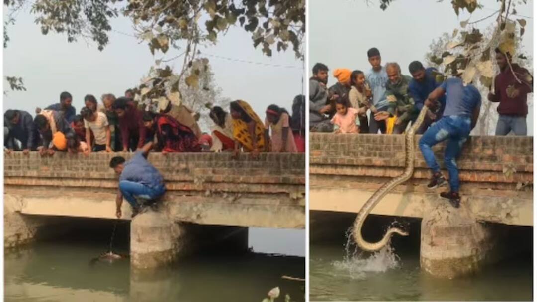 Watch Video: யாரு சாமி நீ..! பிரமாண்ட மலைபாம்பு, அசால்ட்டாக வெறும் கைகளால் பிடித்த இளைஞர் - வீடியோ வைரல்