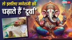 Budhwar ke Upay: दूर्वा घास चढ़ाने से क्या होता है, गणेश जी को ये क्यों प्रिय है?