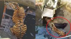 ఒకే బావిలో పులి, అడవి పంది - అధికారులకు సవాల్‌గా మారిన రెస్క్యూ ఆపరేషన్