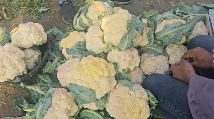 आवक वाढल्याने भाजीपाल्यांचे दर कोसळले आहेत. दर कोसळल्याने शेतकरी वर्गात नाराजी आहे.