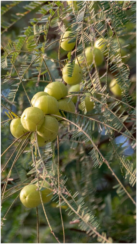 आंवला खाने के ये हैं फायदे