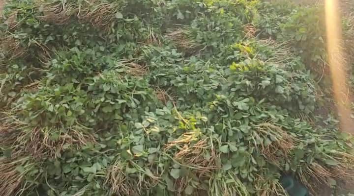 मेथीची 20 रुपयाला मिळणारी जोडी 10 रुपयात तीन मिळू लागल्यात.