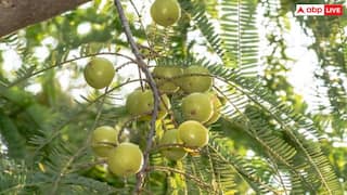 आंवला ही नहीं इसके पत्ते भी शरीर के लिए होते हैं फायदेमंद, जानें बॉडी डिटॉक्स के लिए किस वक्त चबाना चाहिए?