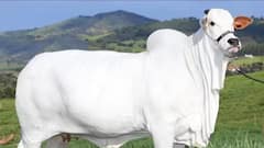 Indian Breed Cow: કઈ ભારતીય જાતિની ગાય 40 કરોડમાં વેચાઈ,જાણો કેમ આટલી ઊંચી લાગી બોલી?