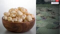 મખાના બોર્ડની રચનાની જાહેરાત, કેટલા લોકોને આ બ્લેક ડાયમંડ આપી રહ્યાં છે રોજગારી, જાણો કેવી રીતે થાય છે ખેતી