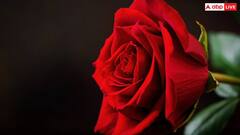 Rose Day 2025: किस रंग का गुलाब किसे देना चाहिए? वैलेंटाइंस वीक में बेहद काम आएगी यह खबर