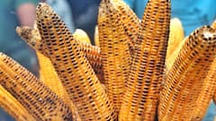 Sweet Corn: स्वीट कॉर्न केवळ दृष्टी सुधारण्यासाठीच नाही तर कोलेस्ट्रॉल नियंत्रित ठेवण्यासाठीही आहे उपयुक्त, जाणून घ्या इतर फायदे!