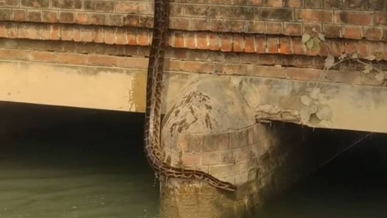 Viral Video Man takes massive python out from canal with bare hands Viral Video: বিশাল পাইথন খালি হাতেই জল থেকে তুললেন যুবক ! ভাইরাল ভিডিও দেখলে শিউরে উঠবেন