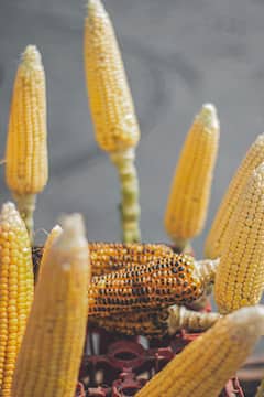 Sweet Corn: स्वीट कॉर्न केवळ दृष्टी सुधारण्यासाठीच नाही तर कोलेस्ट्रॉल नियंत्रित ठेवण्यासाठीही आहे उपयुक्त, जाणून घ्या इतर फायदे!