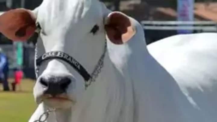 Indian breed nellore cow sold in brazil about 40 crore rupees | Indian ...