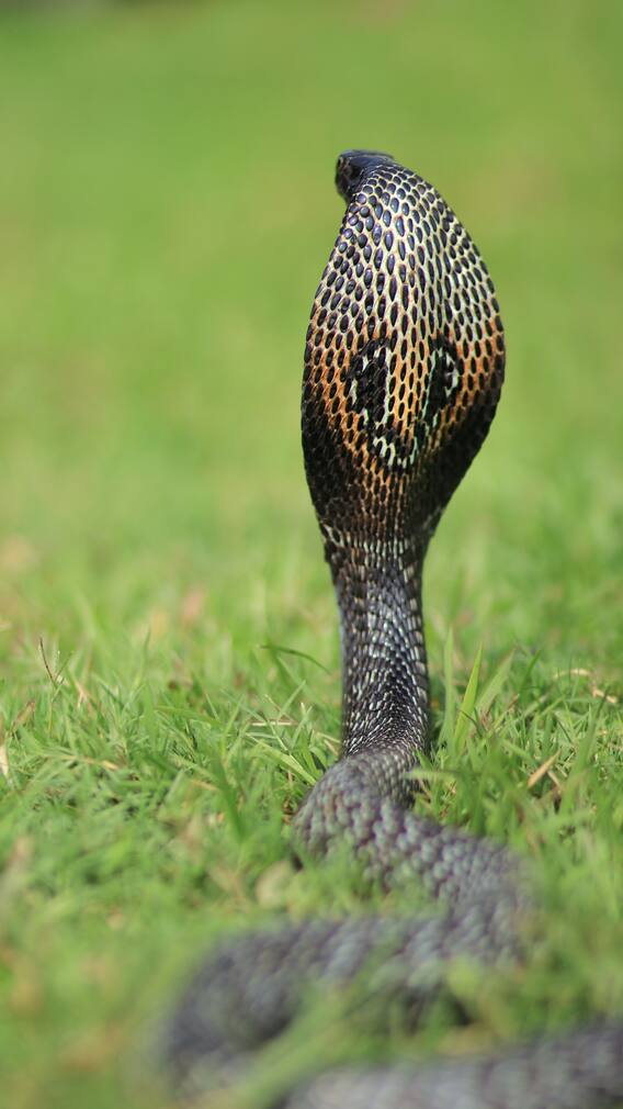 9 Amazing Facts About King Cobra You Need To Know