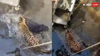 शिकारी खुद हो गया शिकार, खाने के चक्कर में कुएं में गिर गया टाइगर- वीडियो हुआ वायरल