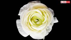 Rose Day 2025: किस रंग का गुलाब किसे देना चाहिए? वैलेंटाइंस वीक में बेहद काम आएगी यह खबर