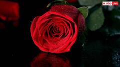 Rose Day 2025: किस रंग का गुलाब किसे देना चाहिए? वैलेंटाइंस वीक में बेहद काम आएगी यह खबर