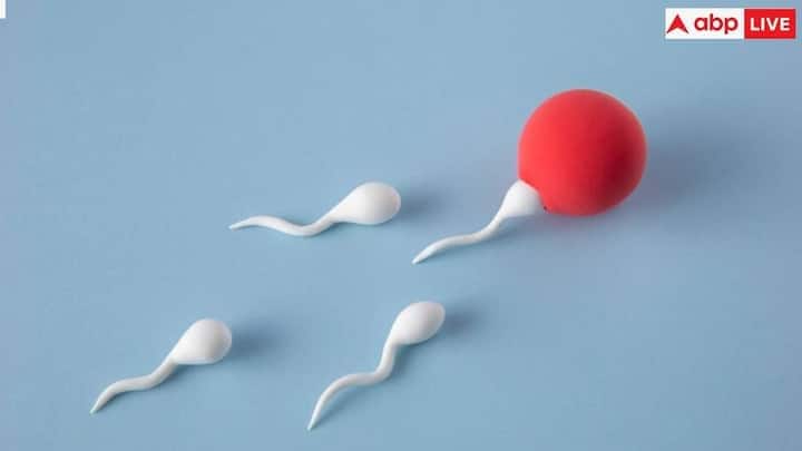 જ્યારે પુરુષોના શરીરમાં સેક્સ હોર્મોન ટેસ્ટોસ્ટેરોન અસંતુલિત થઈ જાય છે, ત્યારે શુક્રાણુઓની સંખ્યા ઘટી જાય છે.