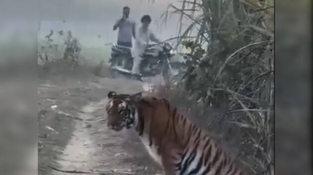Pilibhit Uttar Pradesh peaceful encounter between a farmer and a tiger viral video UP Farmer Narrowly Escapes As Tiger Emerges From Bush In Pilibhit — WATCH