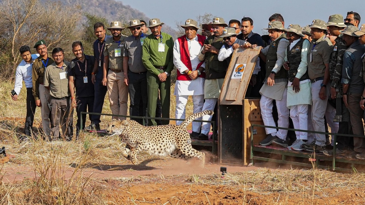 Kuno National Park में बढ़ता चीता परिवार, CM ने जंगल में छोड़े 5 चीते, ‘आशा’ अपने 3 शावकों संग लगाएगी दौड़