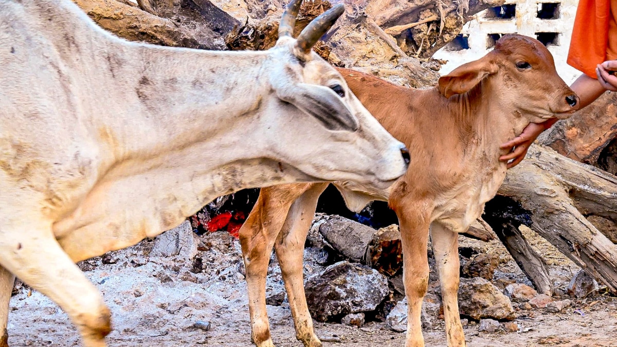 महाकुंभ पशुधन एवं दुग्ध विकास विभाग की बैठक, डेयरी उद्योग और गोशालाओं पर होगें बड़े निर्णय