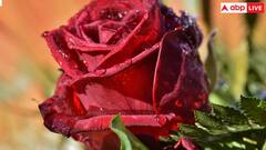 Happy Rose Day 2025 Wishes in Hindi: अपने लव्ड वन्स को रोज डे पर इस खास अंदाज में भेजें शुभकामनाएं संदेश