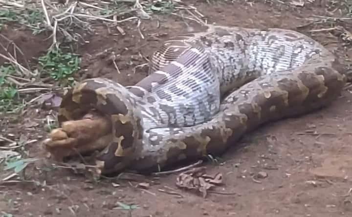 अजगराने गिळलेल्या हरणाच्या पिल्लाचे फोटो आणि व्हिडीओ सध्या सोशल मीडियावर व्हायरल होत आहे.