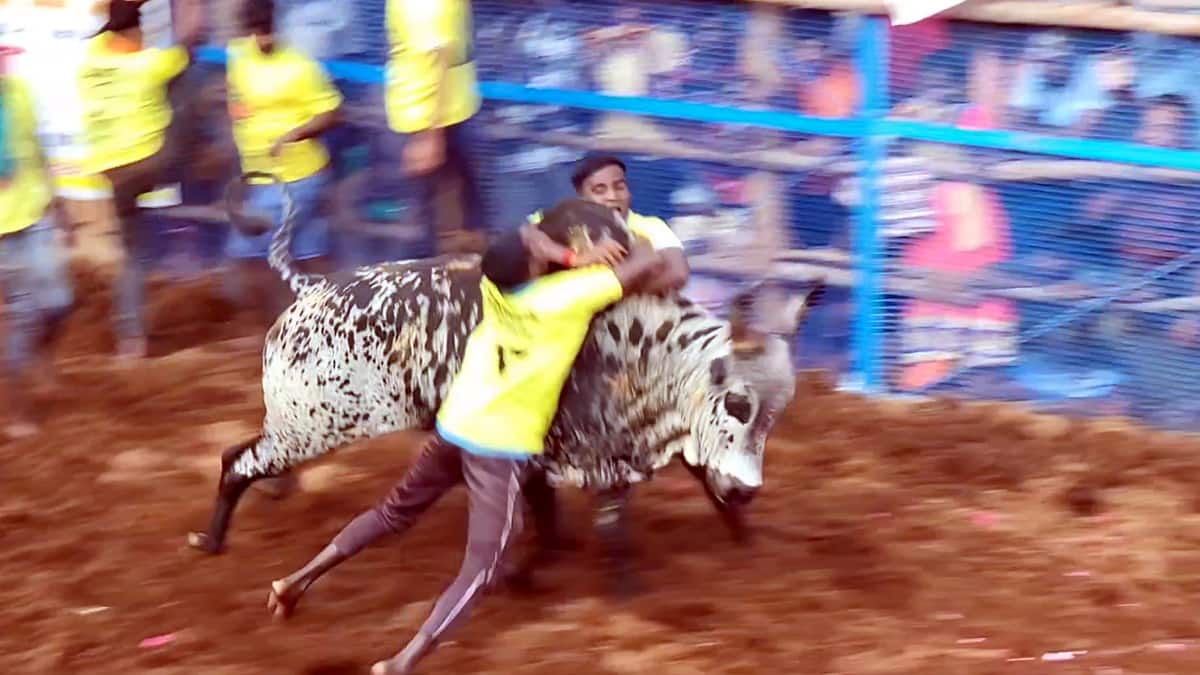 புனித உத்திரியமாதா ஆலய திருவிழாவில் சீறிப்பாய்ந்த ஜல்லிக்கட்டு காளைகள்