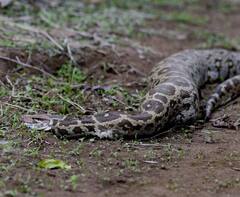 Buldhana News: अजगराने चक्क हरणाचं पिल्लू गिळलं; अंबाबरवा अभयारण्यात नेमकं काय घडलं?, पाहा PHOTO