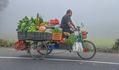 West Bengal Weather Update : এক ধাক্কায় ৫ ডিগ্রি নামল কলকাতার পারদ, রবিতেই কাঁপবে মহানগর?