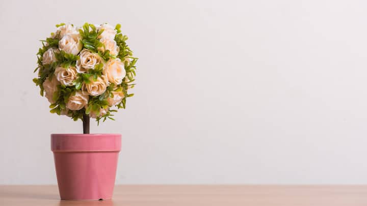 Rose Plants: A pot of rose plants is a nice gesture extended beyond a day. It carries the symbol of growth, love, and beauty, which hence brings joy for many years. (Image Source: Canva)
