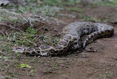 Buldhana News: अजगराने चक्क हरणाचं पिल्लू गिळलं; अंबाबरवा अभयारण्यात नेमकं काय घडलं?, पाहा PHOTO