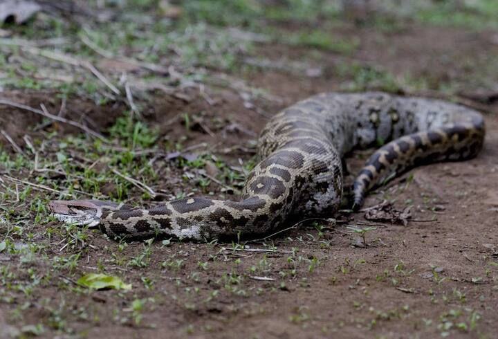 बुलढाणा जिल्ह्यातील मध्यप्रदेशच्या सीमेवर अंबाबरवा अभयारण्य आहे.