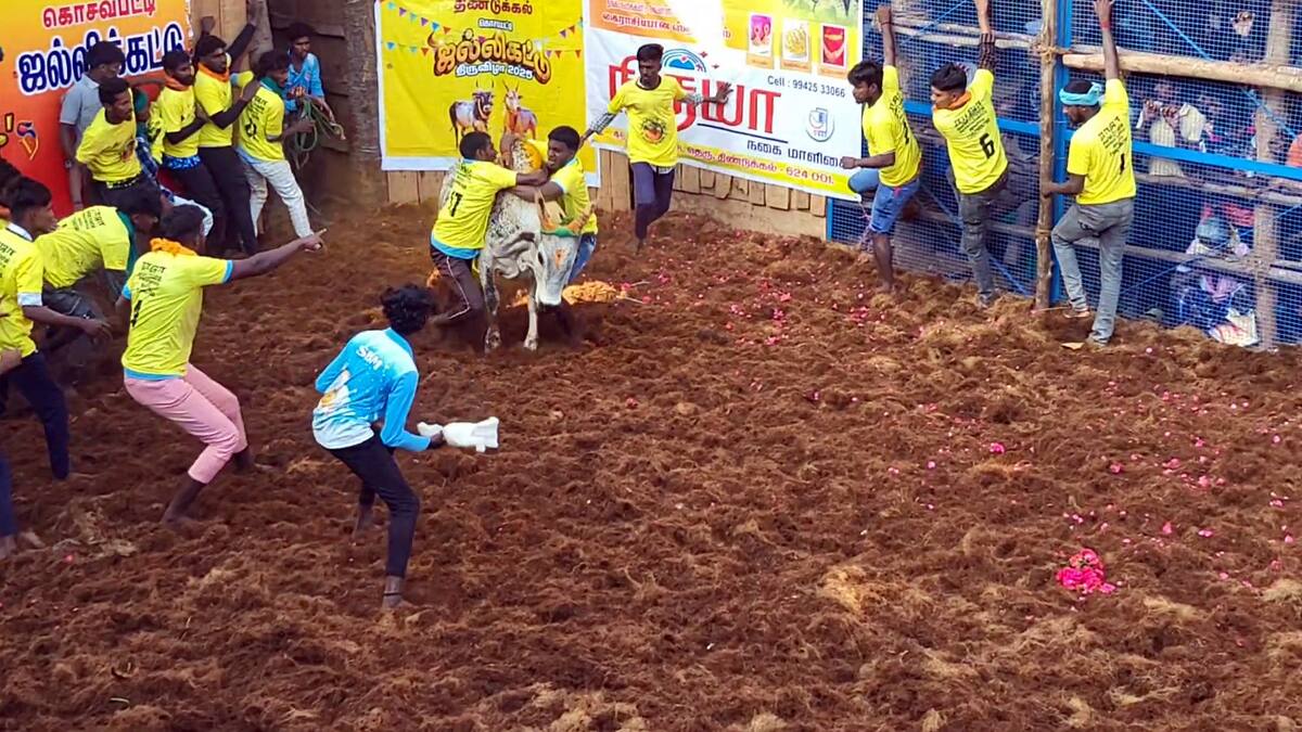 புனித உத்திரியமாதா ஆலய திருவிழாவில் சீறிப்பாய்ந்த ஜல்லிக்கட்டு காளைகள்