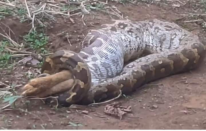 अंबाबरवा अभयारण्य बुलडाणा जिल्ह्याच्या उत्तर पूर्वेला सातपुड्याच्या कुशीत विसावलेले आहे.