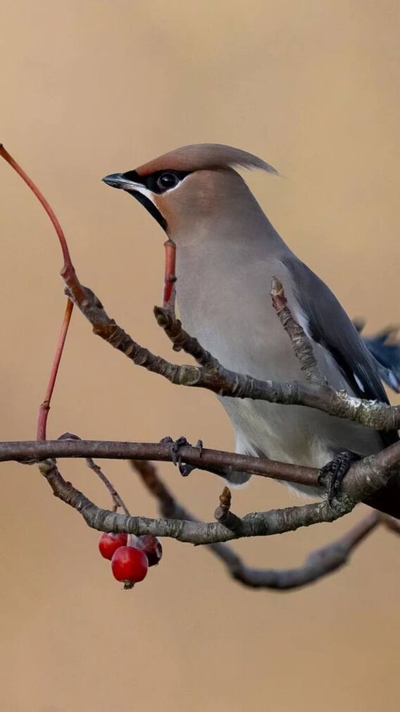 Infrasonic Sounds: மனிதனுக்கு கேட்காது ஆனா விலங்குகளுக்கு கேக்கும்ல!