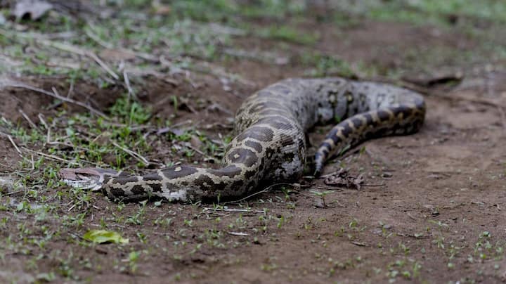 अजगराने हरणाचे पिल्लू गिळतानाचा व्हिडीओ एका पर्यटकाने आपल्या मोबाईल कॅमेऱ्यात कैद केला.
