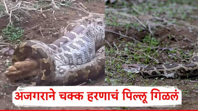 Buldhana News A large python ate a baby deer in the Ambabarwa Sanctuary ...