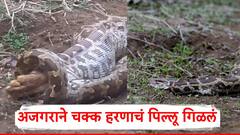 Buldhana News: अजगराने चक्क हरणाचं पिल्लू गिळलं; अंबाबरवा अभयारण्यात नेमकं काय घडलं?, पाहा PHOTO
