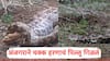 Buldhana News: अजगराने चक्क हरणाचं पिल्लू गिळलं; अंबाबरवा अभयारण्यात नेमकं काय घडलं?, पाहा PHOTO