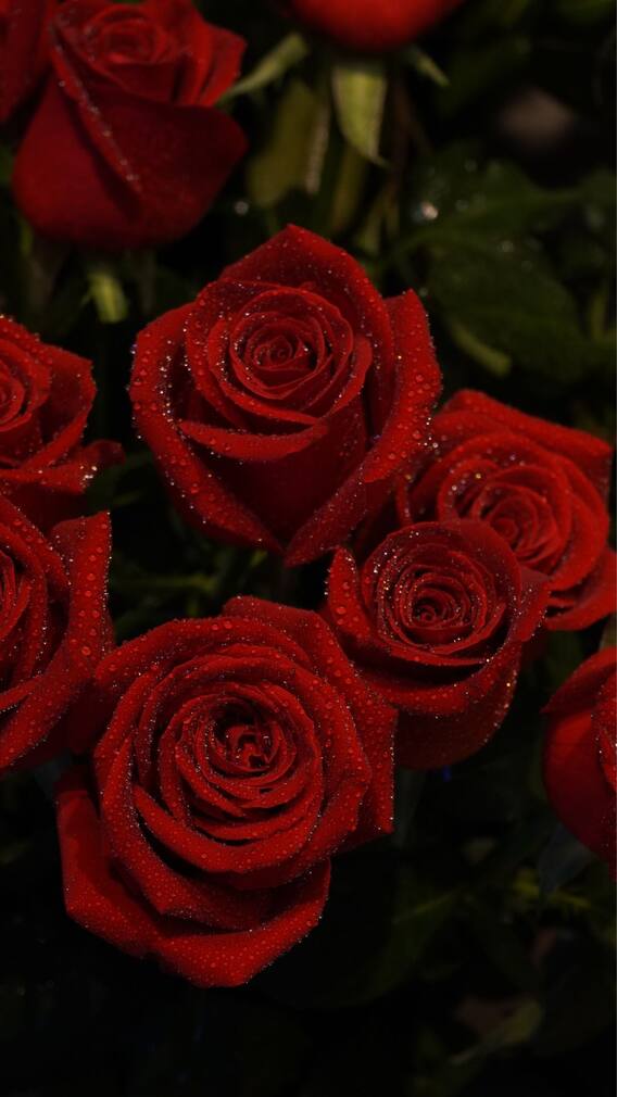 Valentine's Week:ரோஸ் டே (Rose Day) எதுக்கு கொண்டாடுறாங்க தெரியுமா?